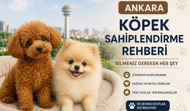 Ankara Köpek Sahiplendirme Rehberi: Bilmeniz Gereken Her Şey