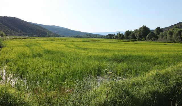 Ilgaz’da bereket zamanı: Sarıkılçık çeltiğinde hasat heyecanı