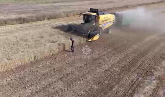 Yapraklı’da buğday hasadı sürüyor