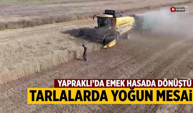 Yapraklı’da buğday hasadı sürüyor