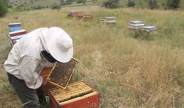 Üreticiyi sevindiren destek: Arıcılık ödemeleri artırıldı