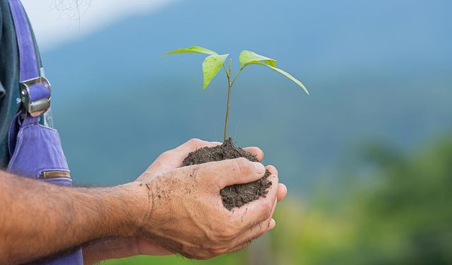 Fidan üretim ve bakım hizmeti alınacaktır