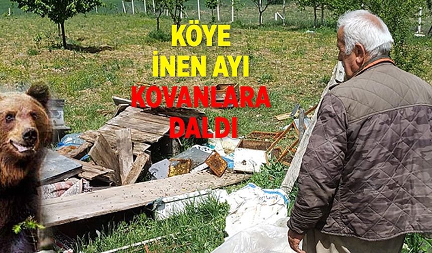 Çankırı'da köye inen ayı, arı kovanlarını parçaladı