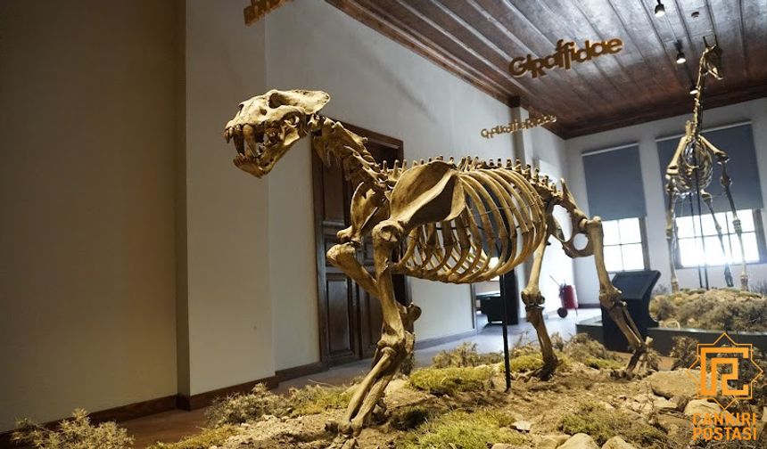Çankırı'daki bu müze ziyaretçilerini 8,5 milyon yıl öncesine götürüyor