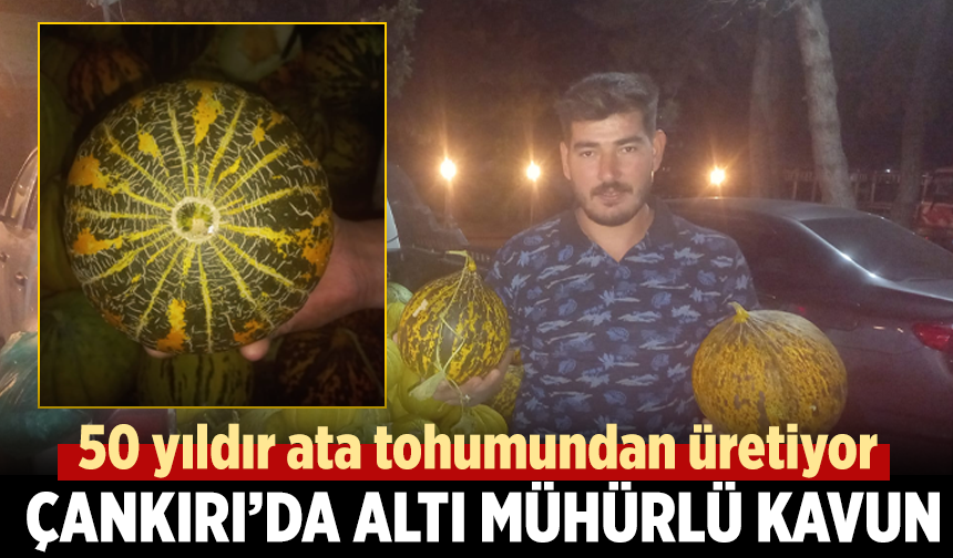 Çankırı’nın ata tohumu “altı mühürlü” kavun