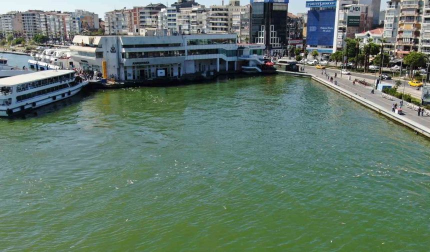 İzmir Körfezi’nde bilindik manzara: Yine binlerce ölü balık görüldü