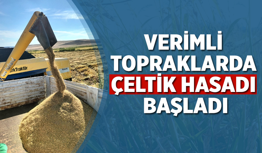 Çankırı’nın verimli topraklarında çeltik hasadı başladı