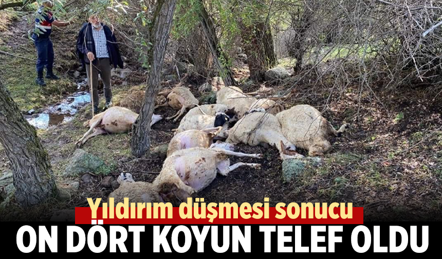 Çankırı’da yıldırım düşmesi sonucu 14 koyun telef oldu