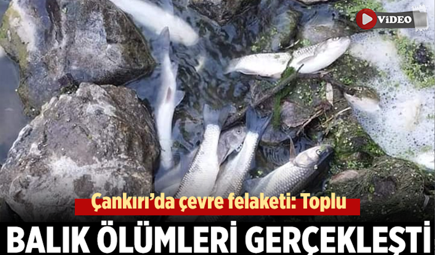 Çankırı’da çevre felaketi: Toplu balık ölümleri gerçekleşti