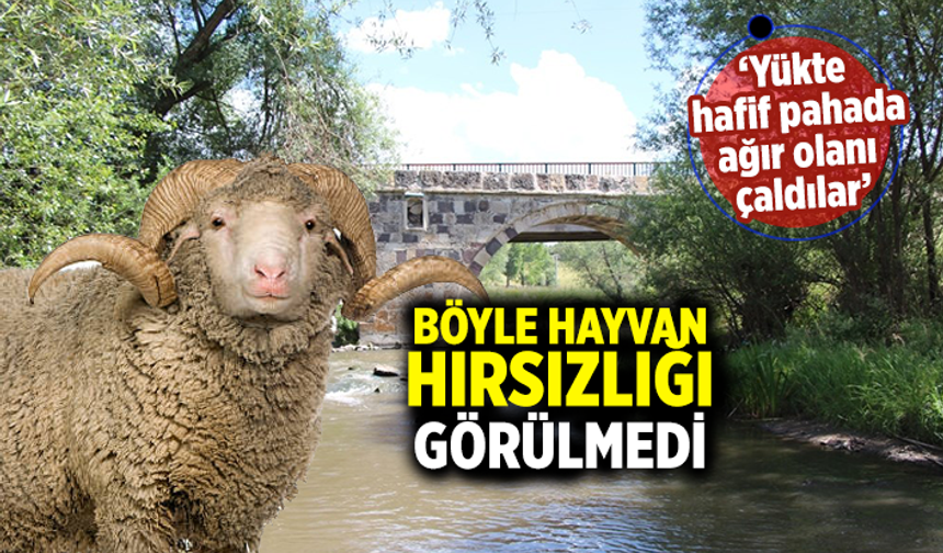 Çankırı'da böyle hayvan hırsızlığı görülmedi