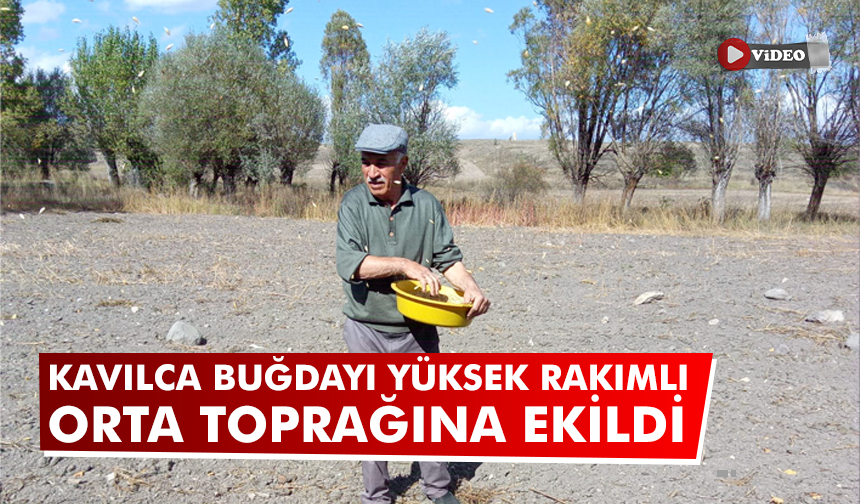 Çankırı'da kavılca buğdayı Orta'nın yüksek rakımlı toprağına ekildi