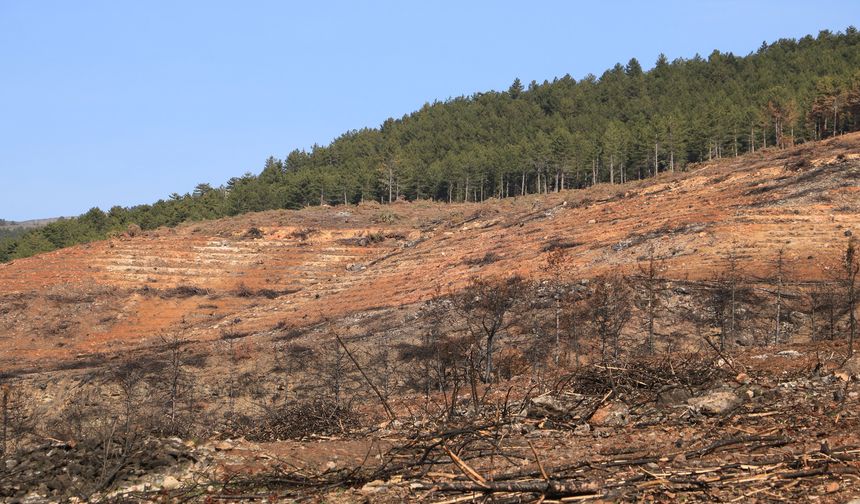 Ilgaz’da yangının yaraları sarılıyor