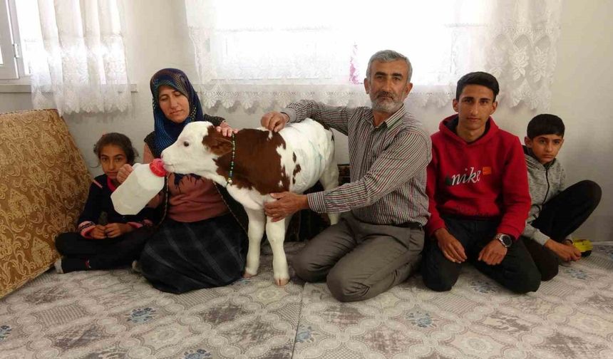 Erken doğan buzağıya çocukları gibi bakıyorlar