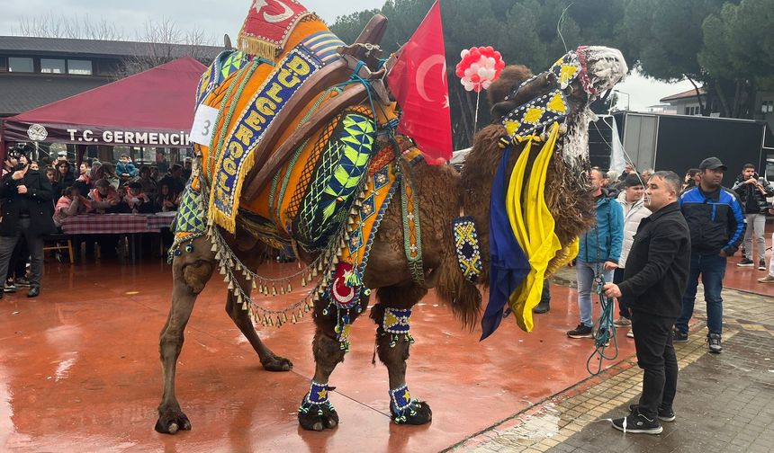 Develer podyuma çıktı, en yakışıklısı seçildi