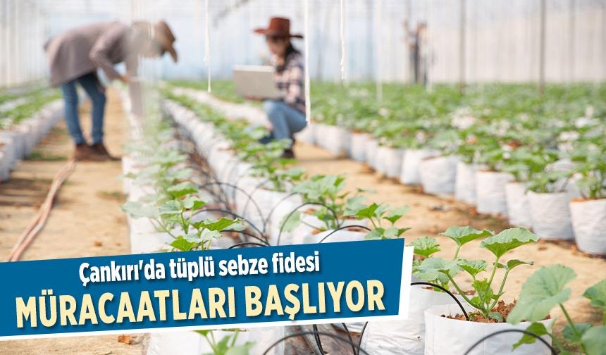 Çankırı'da tüplü sebze fidesi müracaatları başlıyor