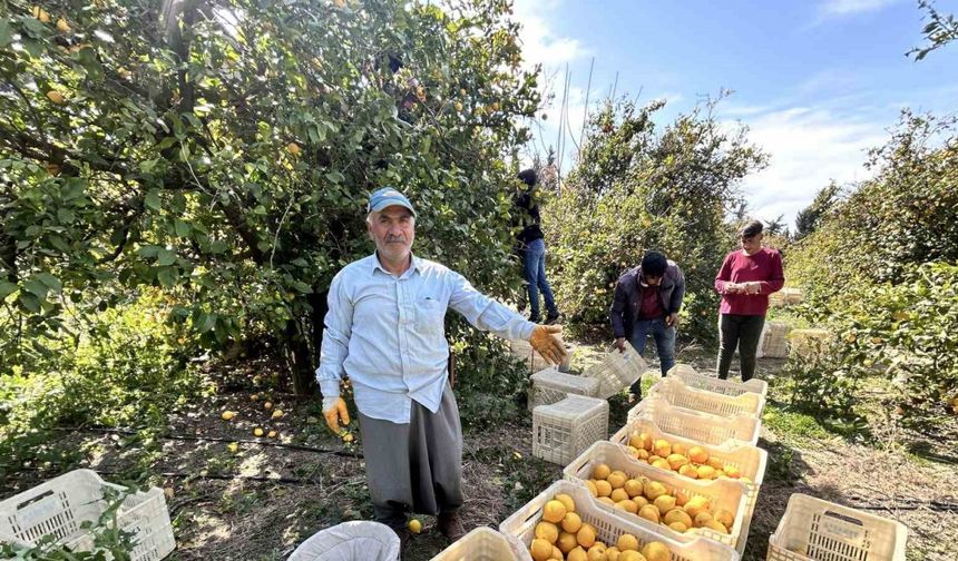 Üreticinin önlemiyle zirai dondan kurtulan limon bahçede 15 TL’den alıcı buluyor