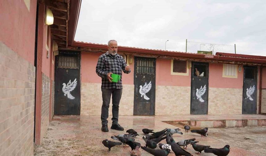 42 yıllık hobisi, profesyonel tesise dönüştü; ’güvercin apartı’ kurdu