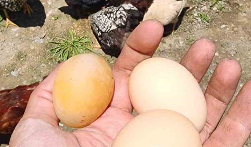 Bu yumurtayı gören gözlerine inanamadı