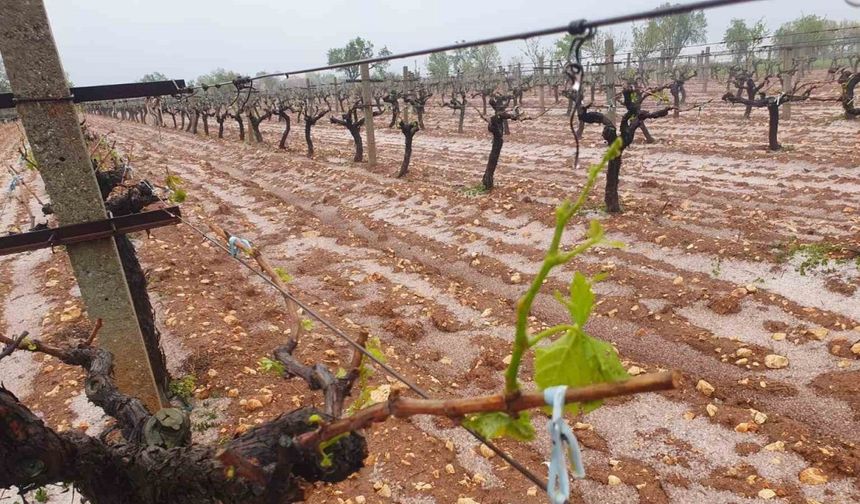 Güneyli çiftçilerin umudu başka bahara kaldı