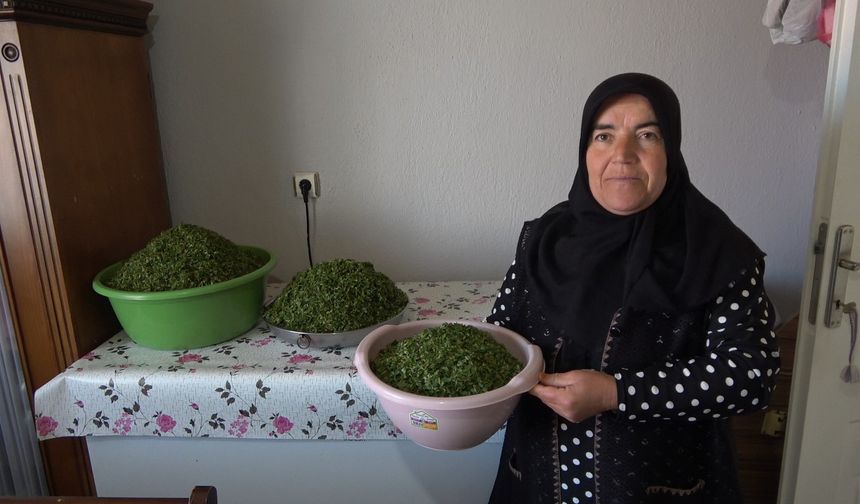 İç Anadolu’nun lezzeti madımak sofralarda yerini aldı