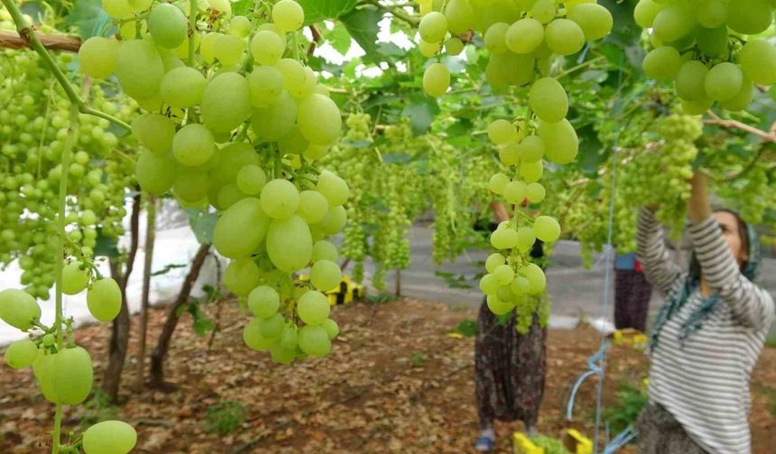 Turfanda örtü altında üzüm hasadı başladı