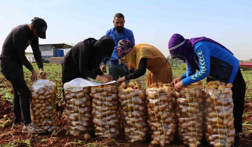 Turfanda patateste hasat başladı