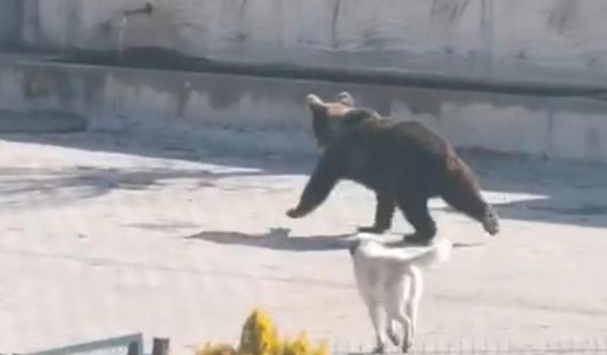 Kış uykusundan uyanıp köye inen ayıyı köpekler kovaladı: O anlar kamerada