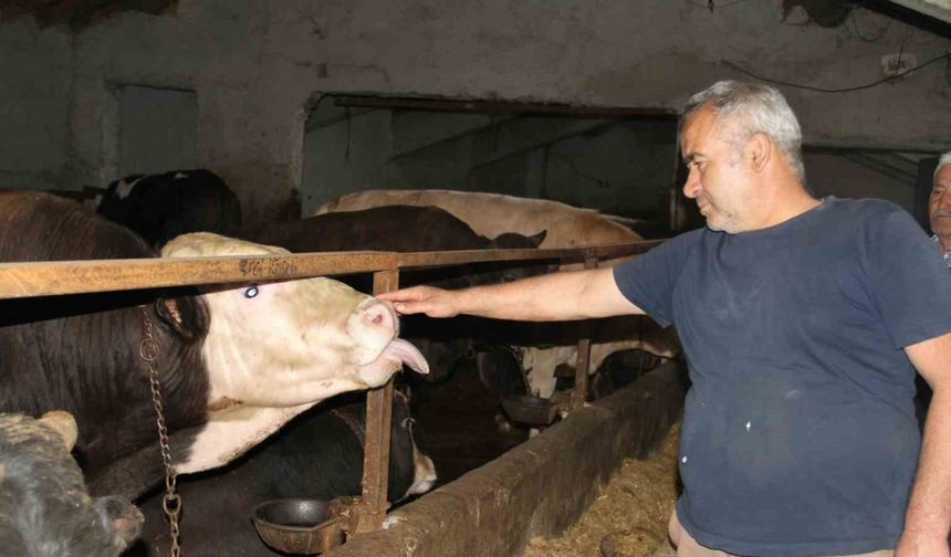 Başkentliler kurbanlık alımında Çankırı’yı tercih ediyor
