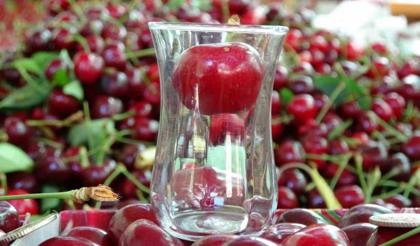 Çay bardağına sığmayan Lapseki kirazında hasat başladı