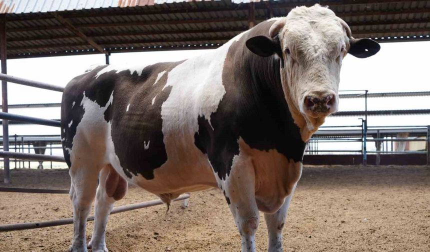 1 ton 600 kiloluk dana fiyatıyla dudak uçuklatıyor
