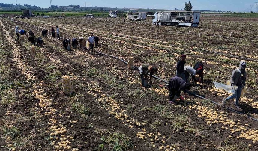 Hasadı süren patateste fiyat 7 liraya kadar geriledi