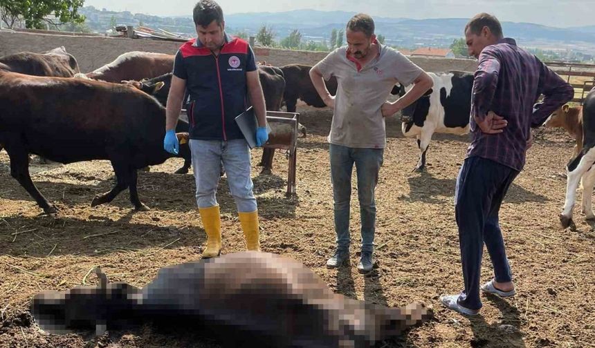 Kırıkkale’de yıldırım düşmesi sonucu 6 büyükbaş hayvan telef oldu
