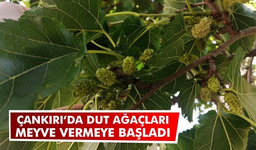 Çankırı’da dut ağaçları meyve vermeye başladı