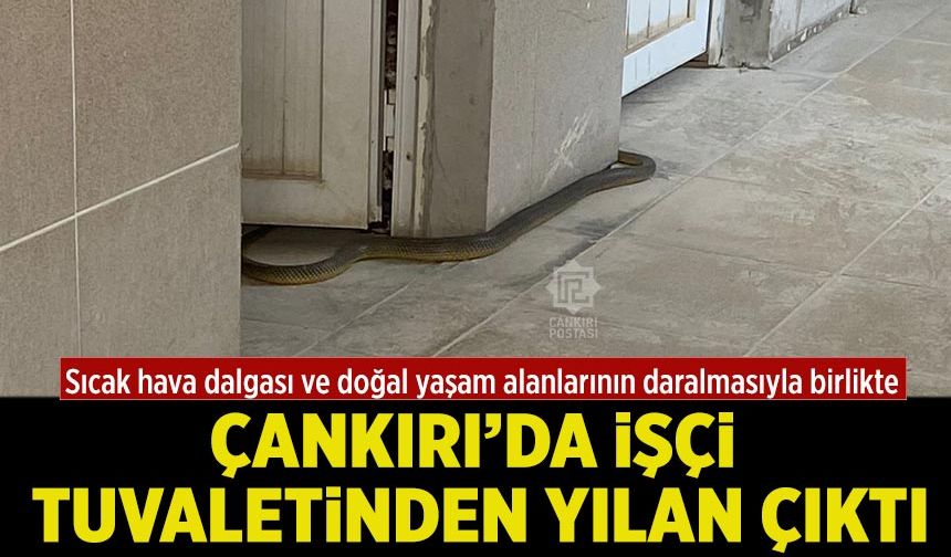 Çankırı’da işçi tuvaletinden yılan çıktı