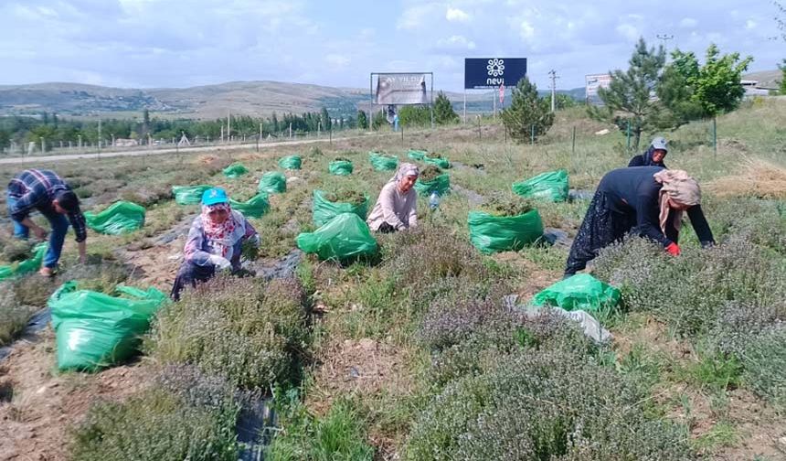 Çankırı’da kekik bahçesinde ilk hasat heyecanı