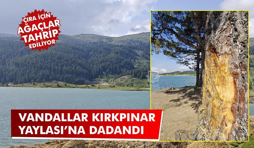 Vandallar Kırkpınar Yaylası’na dadandı: Çam Ağaçları tahrip edildi