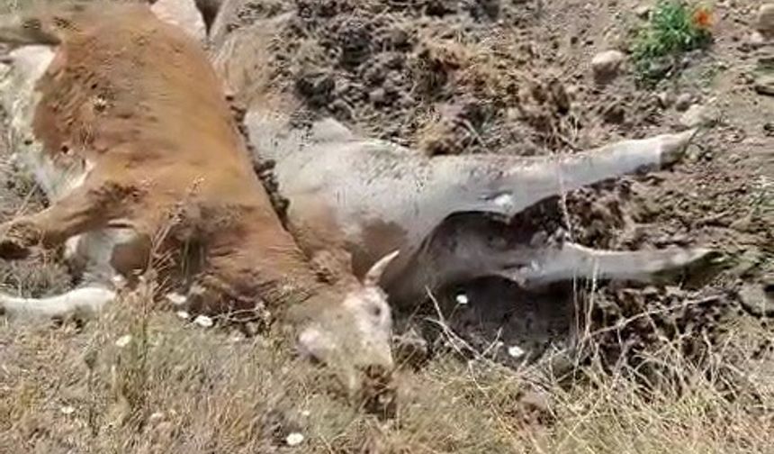 Karabük’te 3 inek şap hastalığından telef oldu