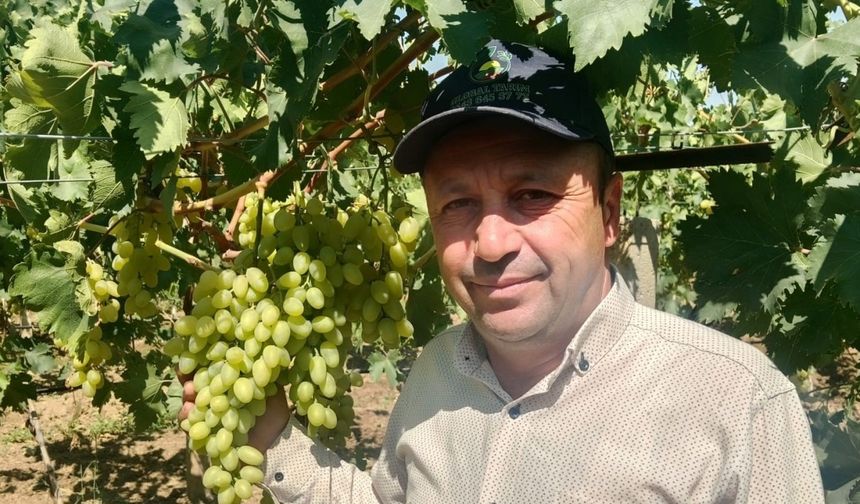 Sarıgöl Ovası’nda erkenci üzüm alımları başladı