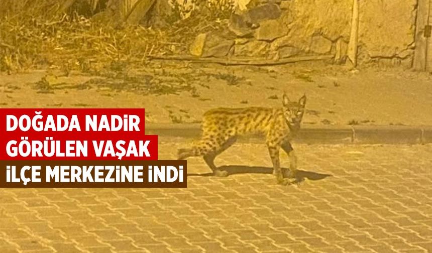 Çankırı’da nadir görülen vaşak ilçe merkezine indi