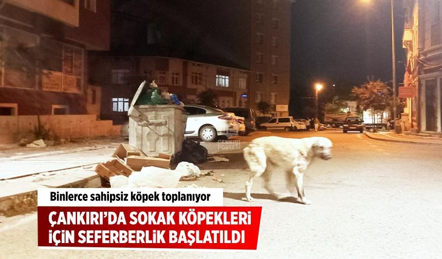 Çankırı’da Sokak köpekleri için seferberlik başlatıldı
