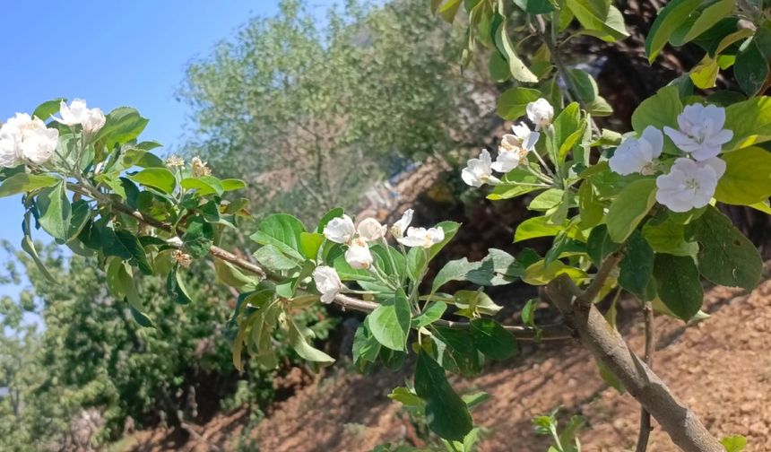 Elma ağaçları Ağustos’ta çiçek açtı