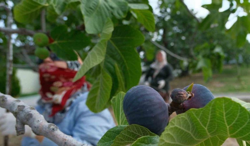 Kraliçe incirinde hasat ve ihracat başladı