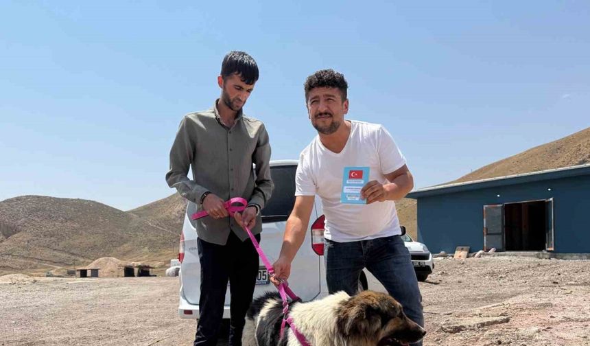 Sahibinin mezarından ayrılmayan köpek, sanatçı Ceylan Ertem’e emanet