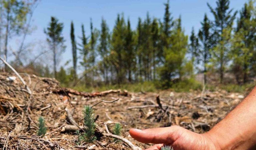 Samsun ormanlarına 426 milyonluk yatırım