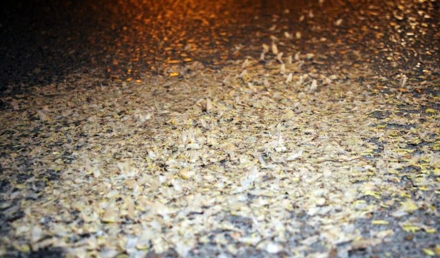 Yol beyaza büründü: Kar değil, birgün sineklerinin ‘ölüm dansı’