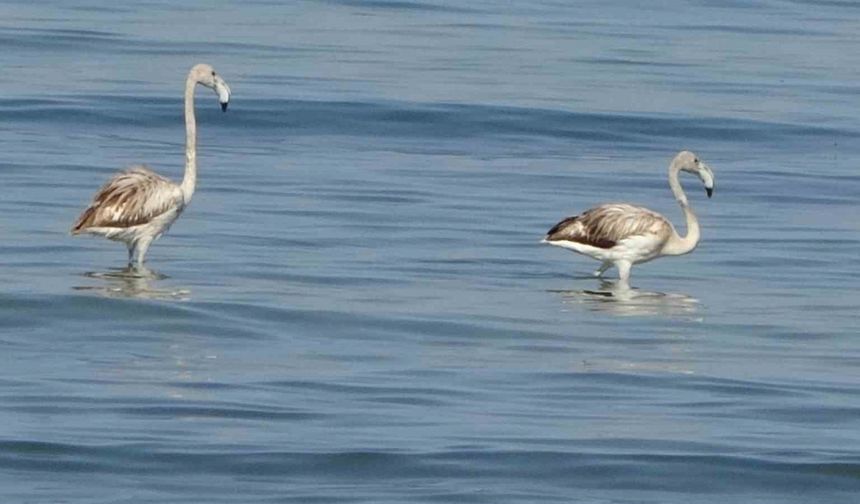 Flamingoların yeni durağı İskele sahili oldu