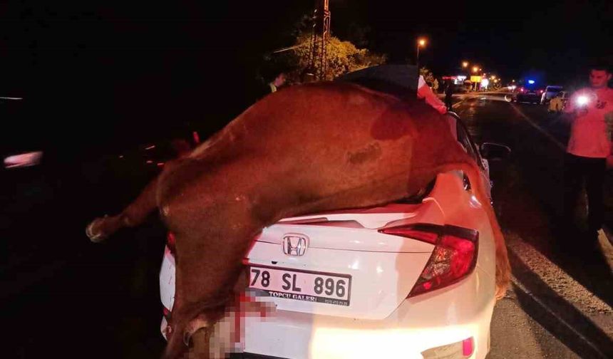 Karabük'te otomobilin çarptığı inek telef oldu