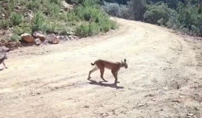 Çankırı'da "ormanın hayaleti" vaşak ve yavruları kamerada
