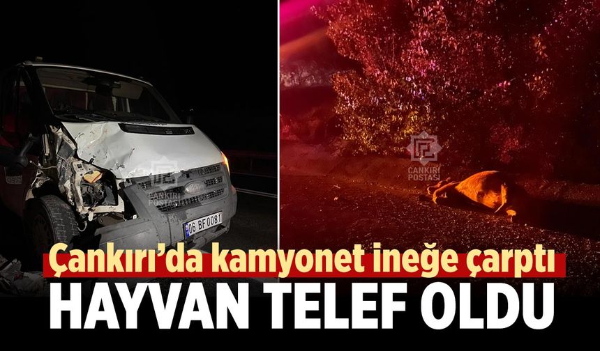 Çankırı’da kamyonet ineğe çarptı: Hayvan telef oldu