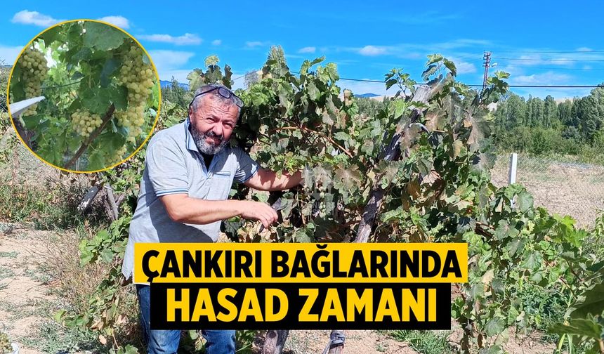 Çankırı’da Bağ Bozumu Başladı